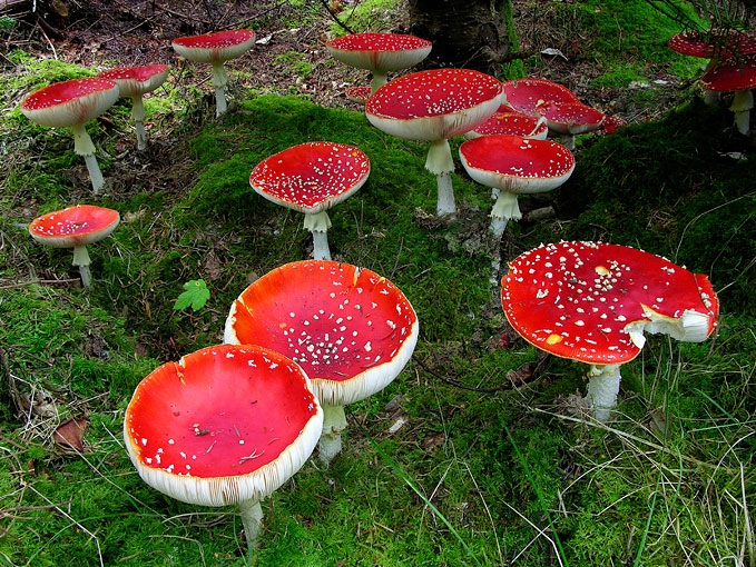 AmanitaMuscaria2.jpg