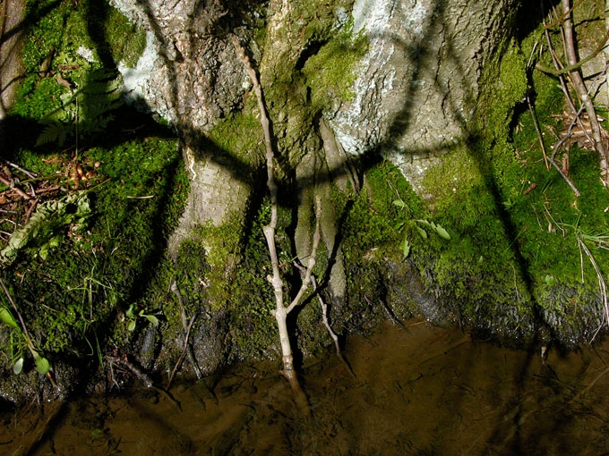 Creek&Branches13.jpg