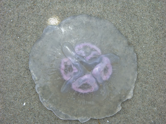 Jellyfish06.jpg