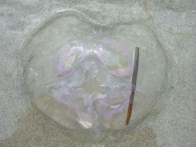 Jellyfish07.jpg