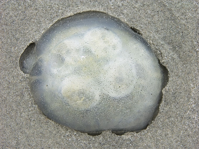 Jellyfish11.jpg