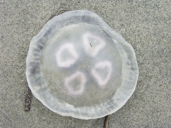 Jellyfish12.jpg