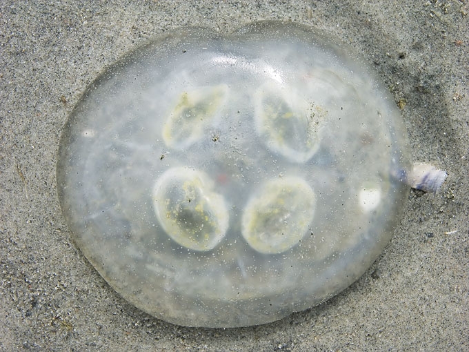 Jellyfish15.jpg