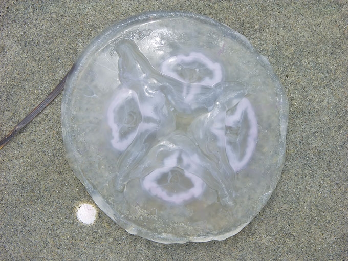 Jellyfish16.jpg