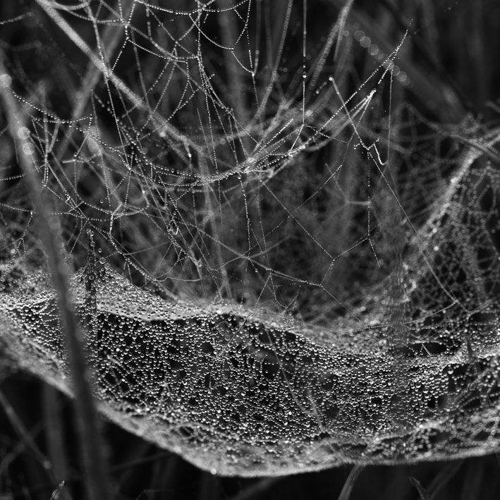 spiderweb02.jpg