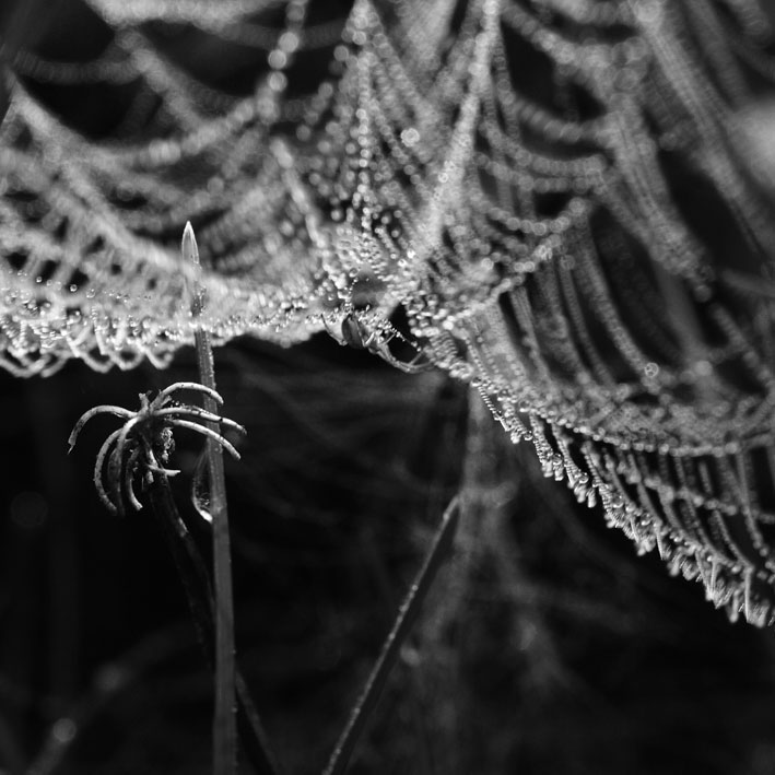 spiderweb05.jpg