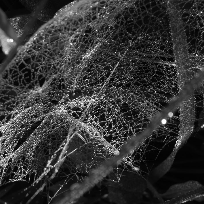 spiderweb15.jpg