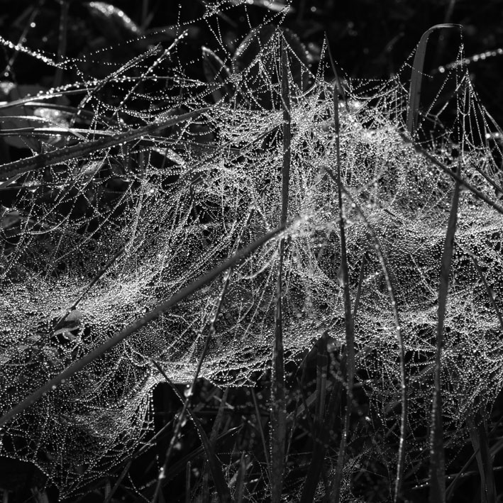 spiderweb16.jpg