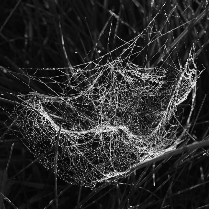 spiderweb19.jpg