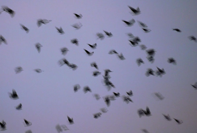 birds02.jpg