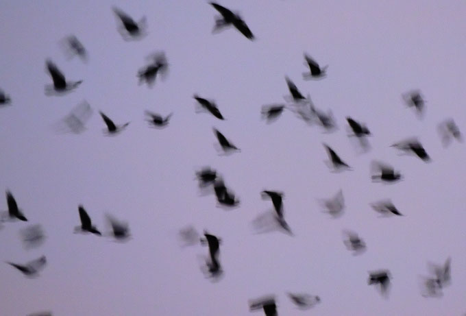 birds09.jpg