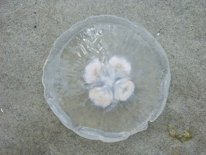 Jellyfish01.jpg