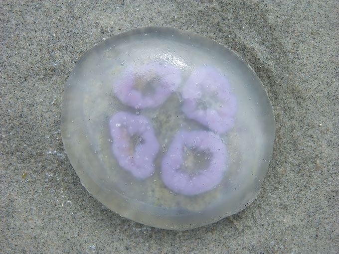 Jellyfish02.jpg