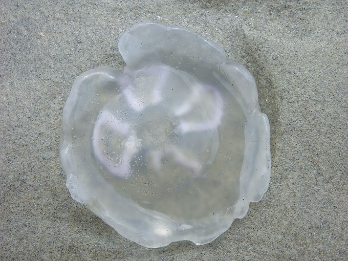 Jellyfish03.jpg