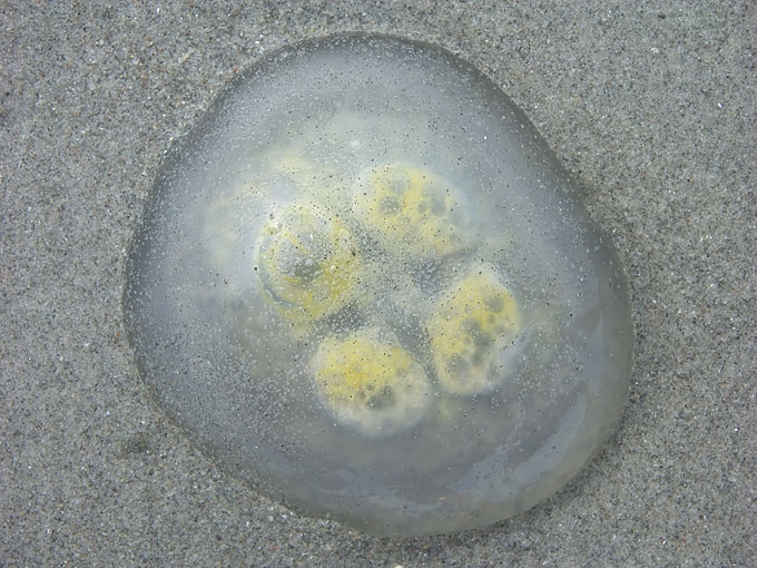 Jellyfish04.jpg