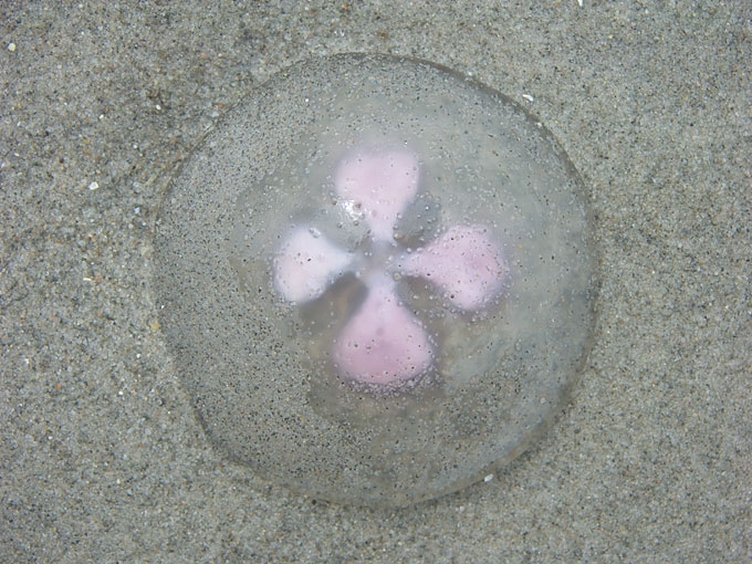 Jellyfish05.jpg