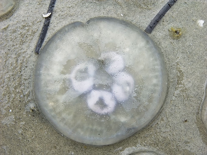 Jellyfish09.jpg
