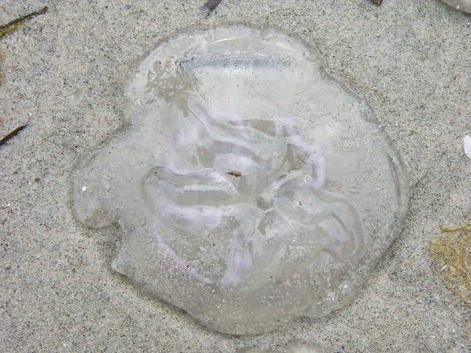 Jellyfish10.jpg