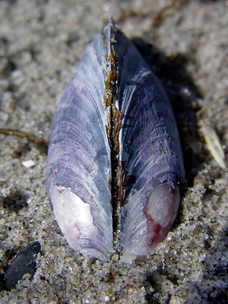 BeachMeditation07.jpg