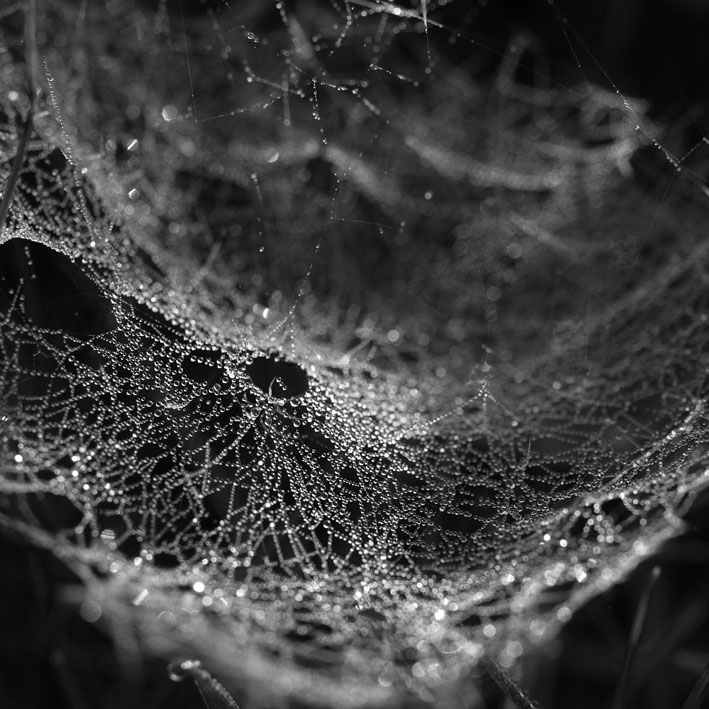 spiderweb03.jpg