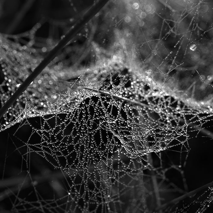 spiderweb06.jpg