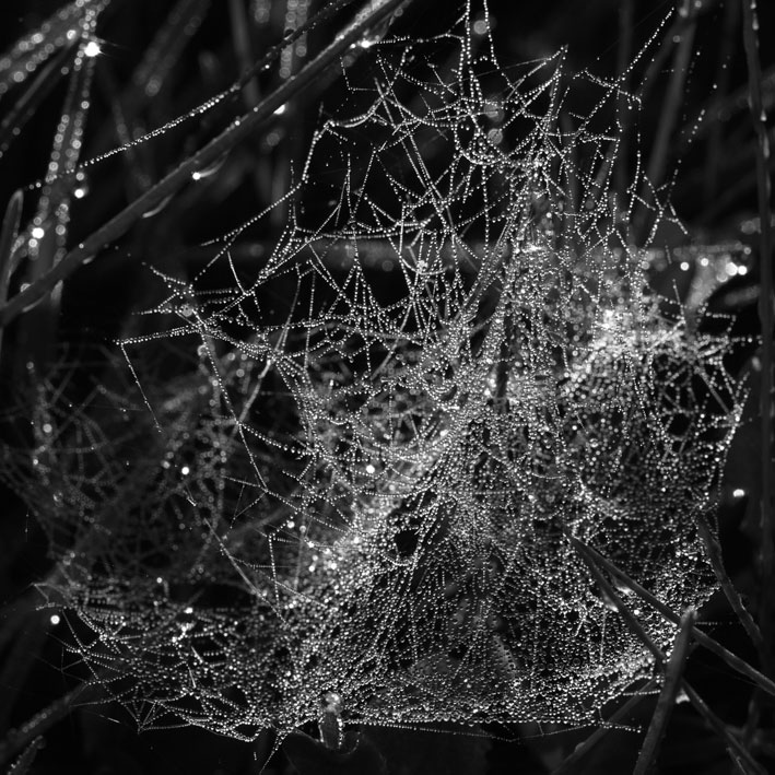spiderweb07.jpg