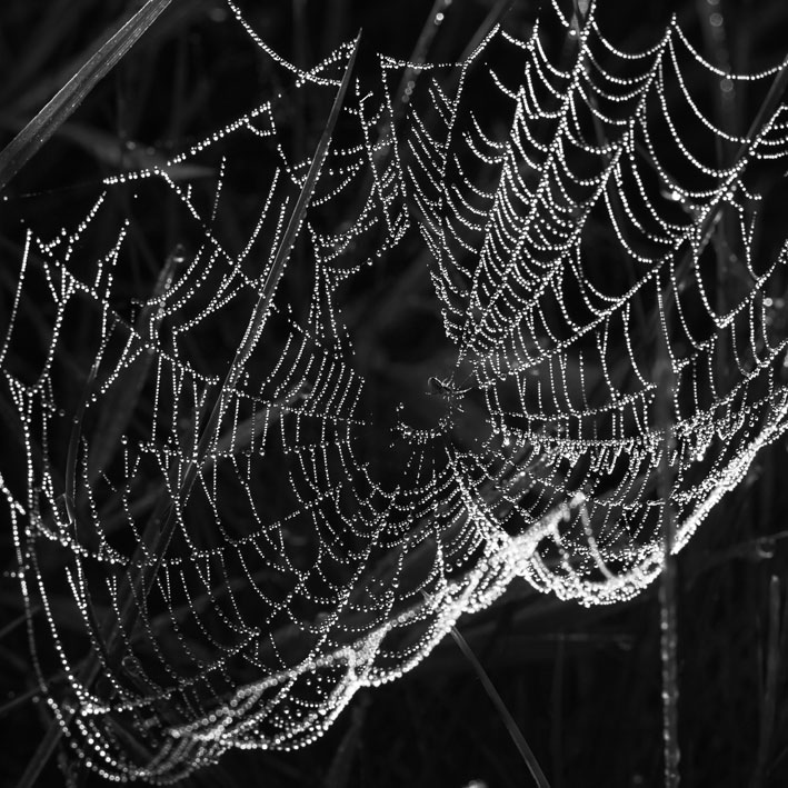 spiderweb08.jpg