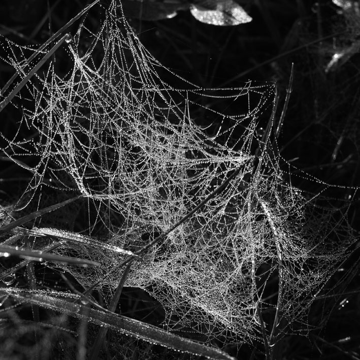 spiderweb09.jpg
