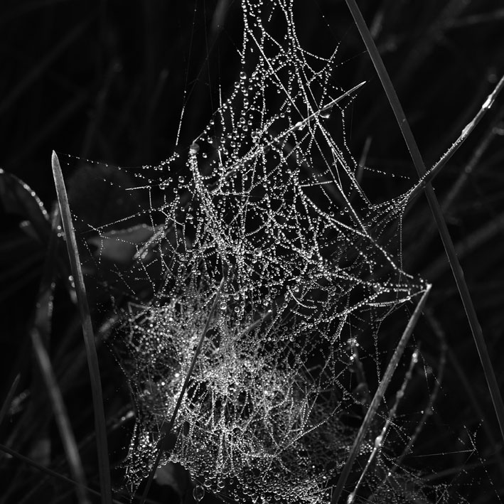 spiderweb10.jpg