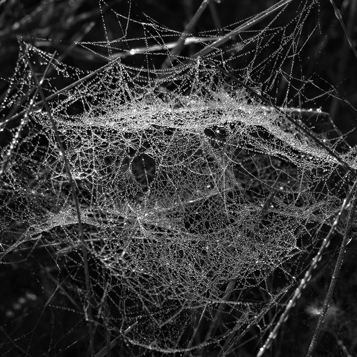 spiderweb11.jpg