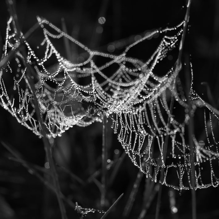 spiderweb12.jpg