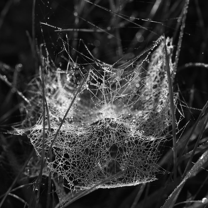 spiderweb13.jpg