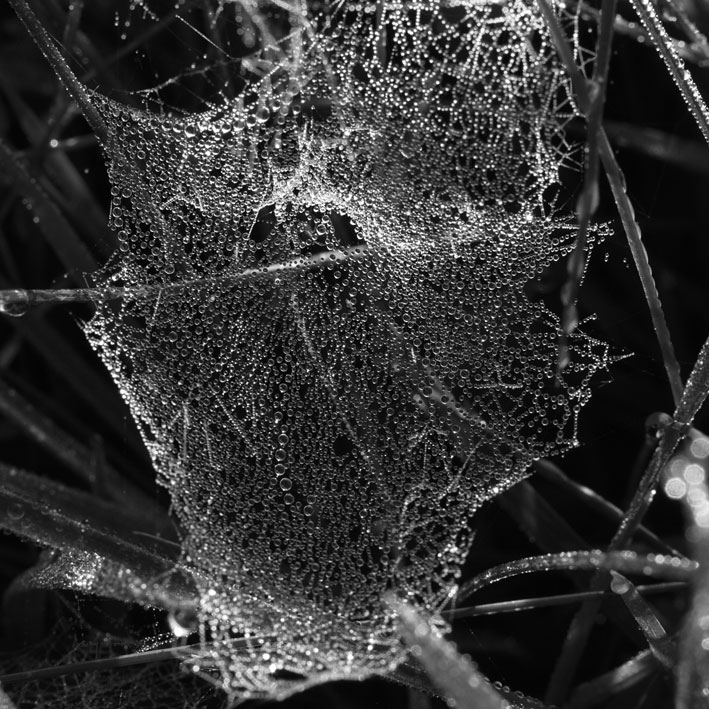 spiderweb14.jpg