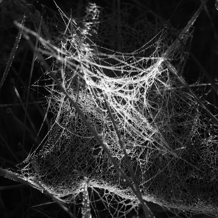 spiderweb18.jpg
