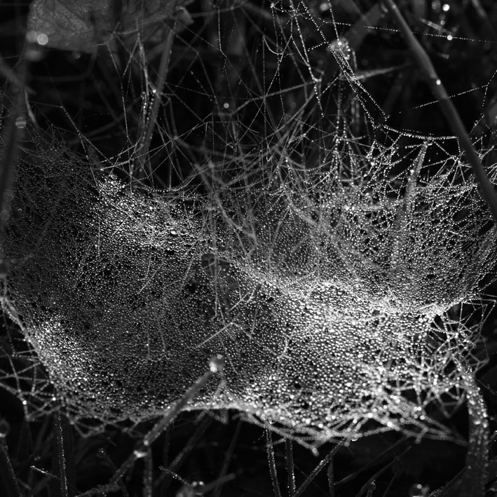 spiderweb20.jpg