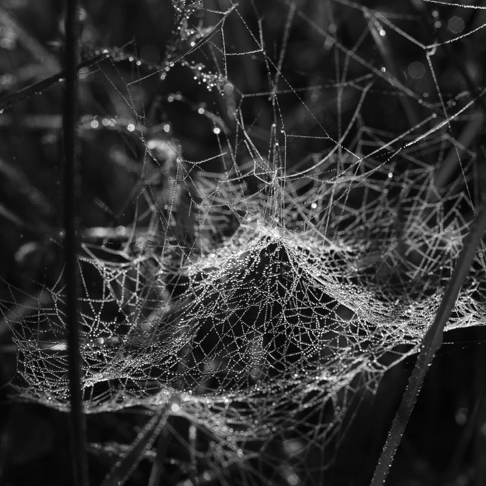 spiderweb21.jpg